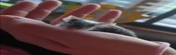 Mouse rodents for sale: 3 male fancy mice for sale in Henfield - Advert 2