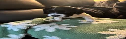 English Springer Spaniel dogs for sale: Beautiful litter 9 English Springer Spaniel pups - Advert 20
