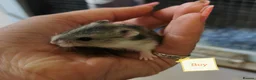 Hamster rodents for sale: Baby Winter white dwarf hamsters  - Advert 4