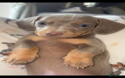 Miniature Dachshund dogs for sale: Miniature Dachshund Puppies - Image 1