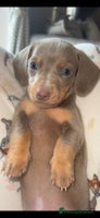 Miniature Dachshund dogs - Advert 5