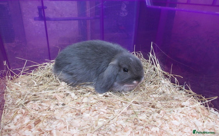 Mini Lop rabbits - Advert 4
