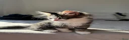 American Shorthair cats for sale: Beautiful kitties looking for forever home  in Northolt - Advert 2