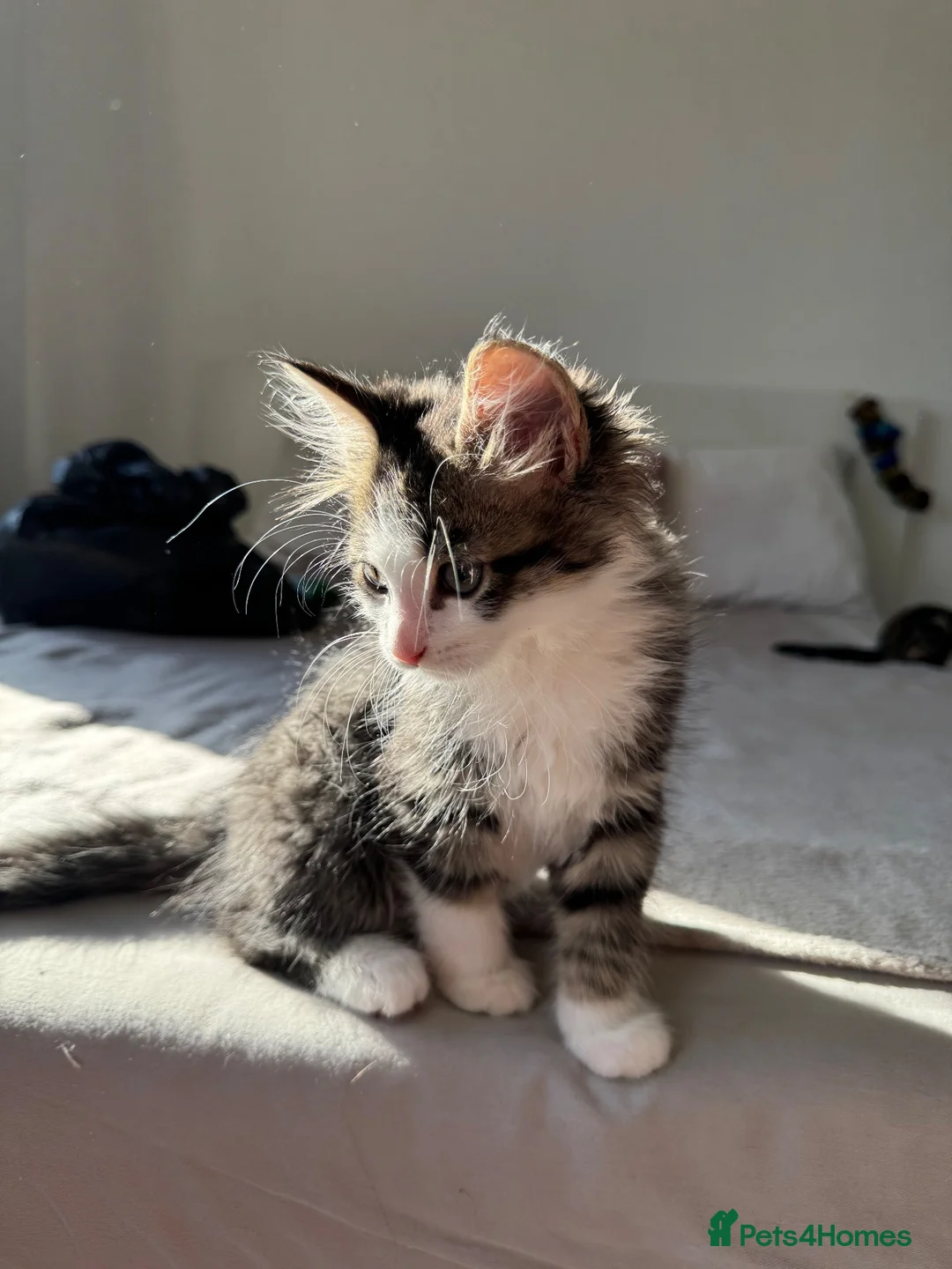 American Shorthair cats for sale: Beautiful kitties looking for forever home  in Northolt - Advert 2