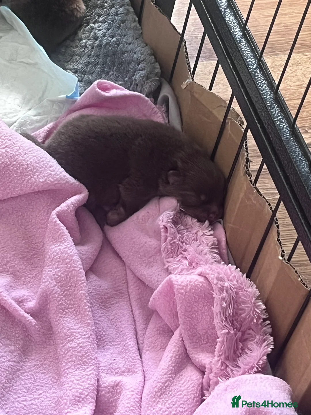 Pomeranian dogs for sale: Beautiful Puppies Looking for 5 Star Homes - Advert 2