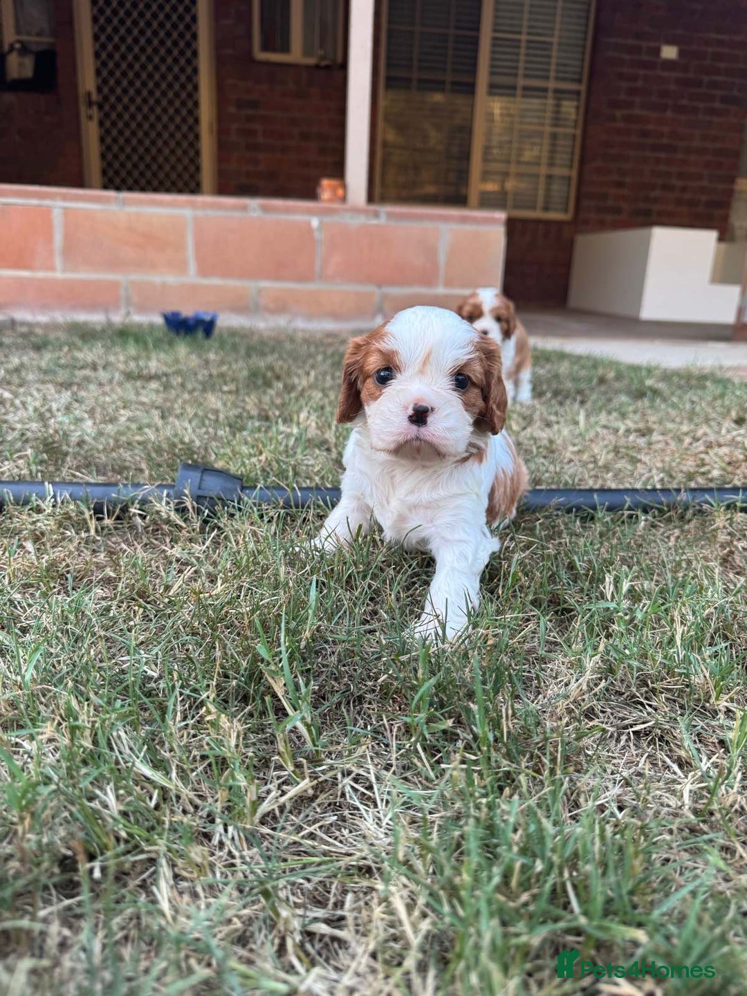 Cavalier King Charles Spaniel dogs for sale: Tested-clear cavalier king charles spaniels - Image 3