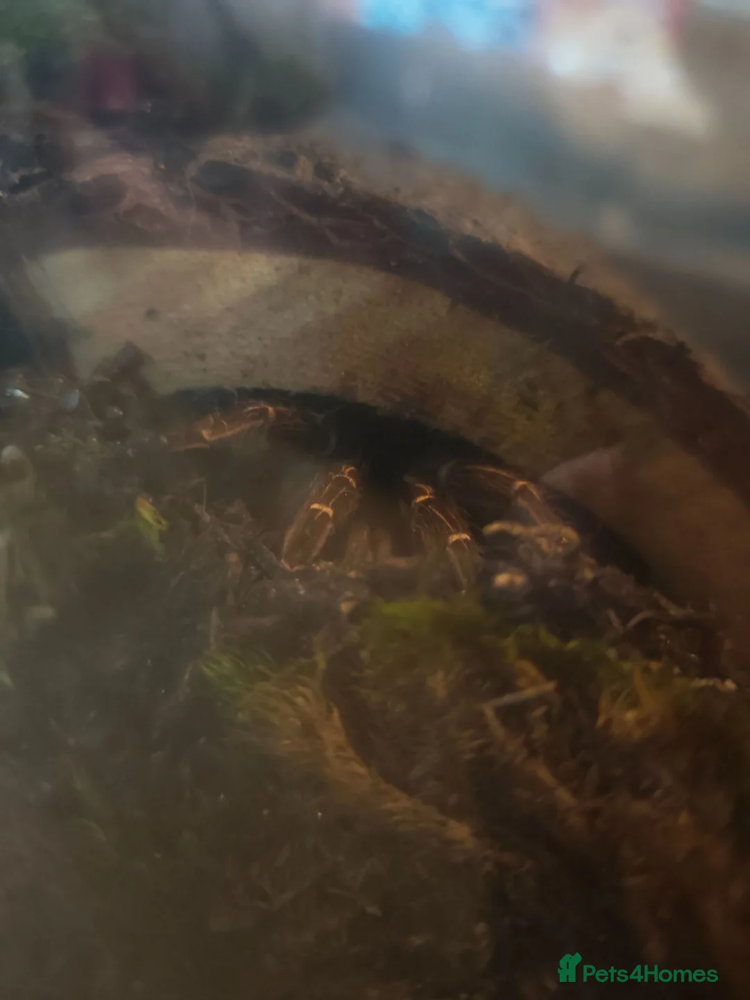 Tarantulas invertebrates for sale: Mix of tarantulas and a scorpion baby in Devizes - Advert 2