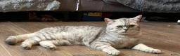 British Shorthair cats for sale: Young silver adult  - Advert 3