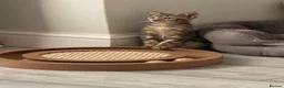 Mixed Breed cats for sale: Beautiful Tabby Kittens - Advert 8