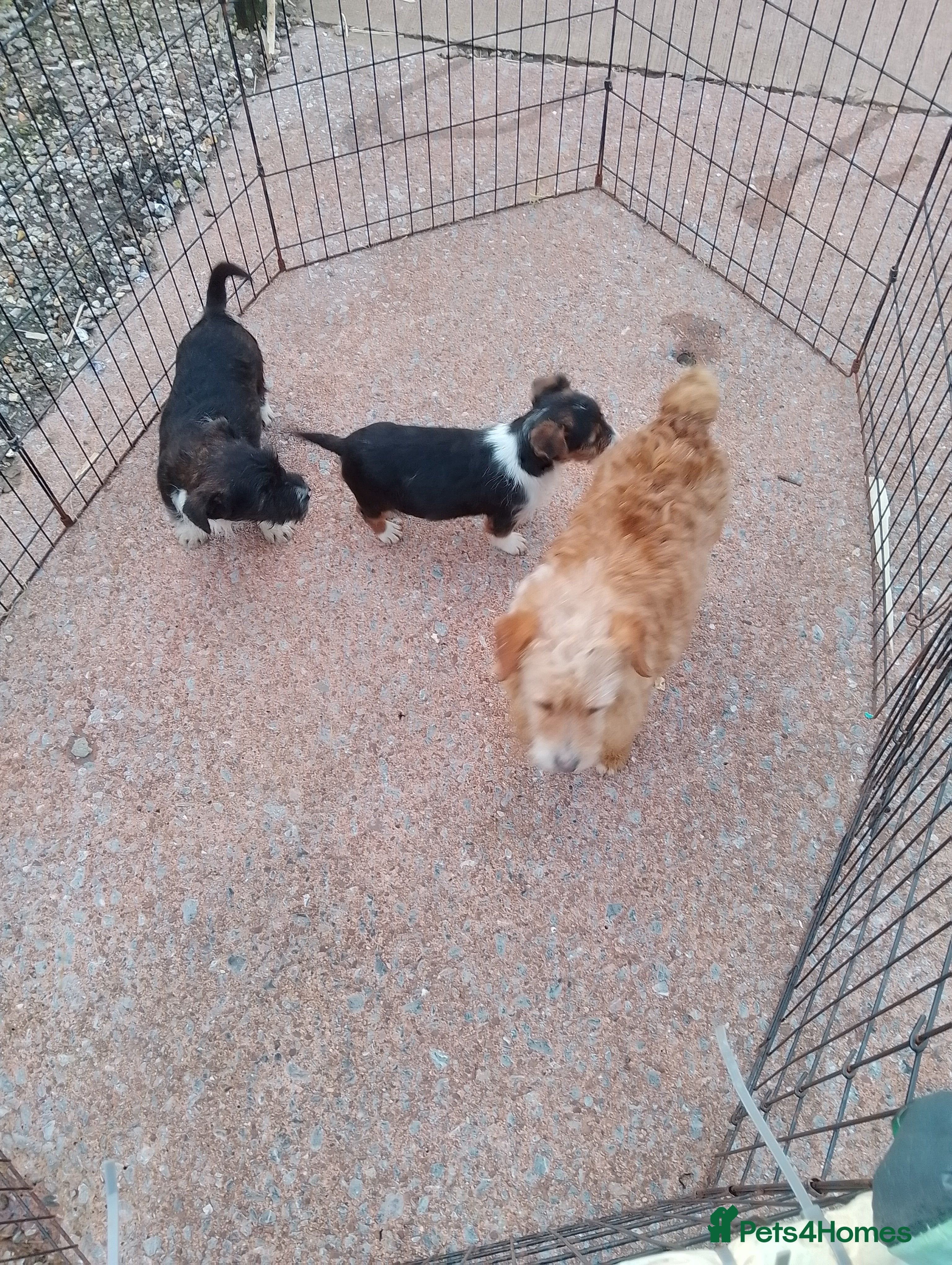 Mixed Breed dogs Jack Russell  in Exeter - Advert 2