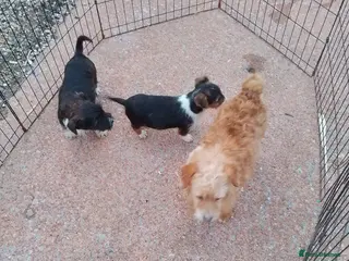 Mixed Breed dogs Jack Russell in Exeter - Advert 1