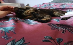 Mixed Breed cats for sale: 2 beautiful female lovely kittens and playfull - Image 3