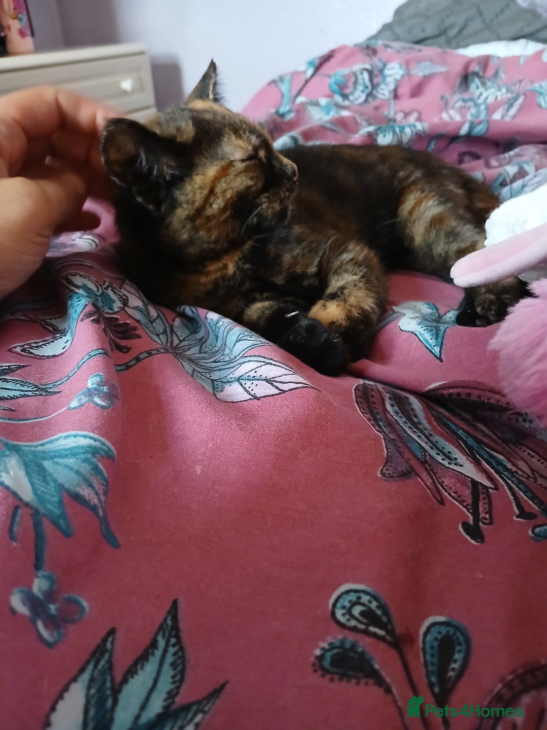 Mixed Breed cats for sale: 2 beautiful female lovely kittens and playfull - Image 3