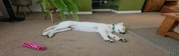 German Shepherd dogs for sale: 20 wk Female White german shepherd bitch in Newport - Advert 9