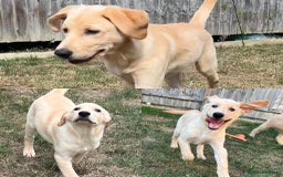 Goldendoodle dogs for sale: READY TO LEAVE - DNA health tested Puppies - Image 23