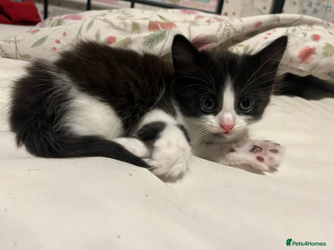 Mixed Breed cats for sale: 4 Fluffy Black and White Kittens.  - Advert 1