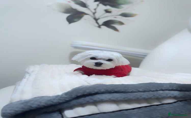 Maltese dogs in Ipswich - Advert 5