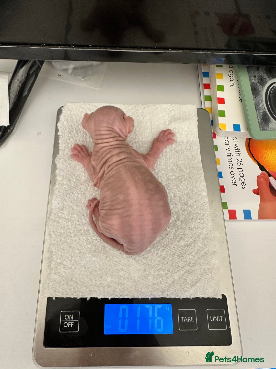 Sphynx cats for sale: Pedigree Sphynx Kitten in Bedford - Image 6