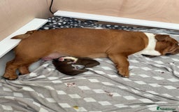 English Bulldog dogs for sale: 2 Beautiful Red & White English Bulldogs - Image 5