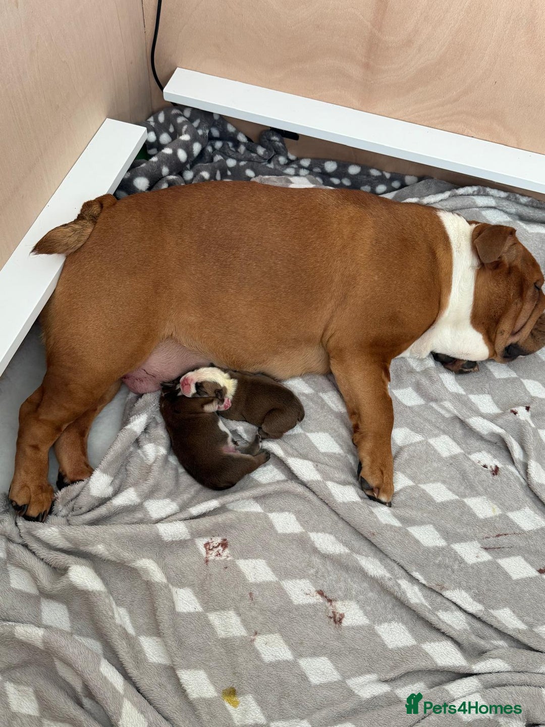 English Bulldog dogs for sale: 2 Beautiful Red & White English Bulldogs - Image 5