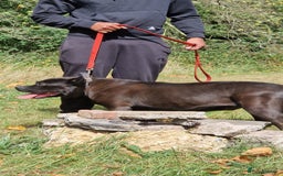 Presa Canario dogs for sale: Presa canario female - Image 8