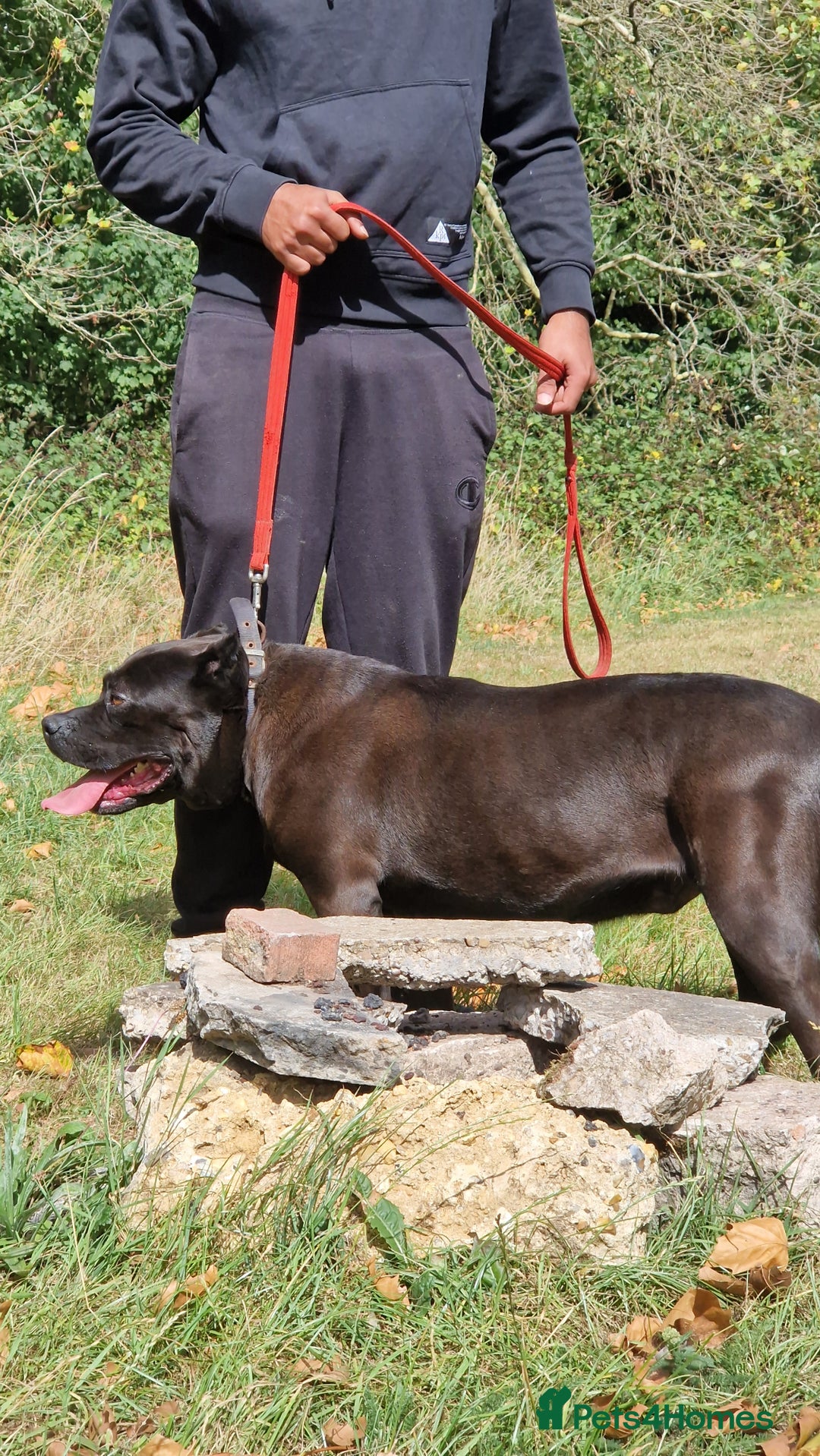 Presa Canario dogs for sale: Presa canario female - Image 8