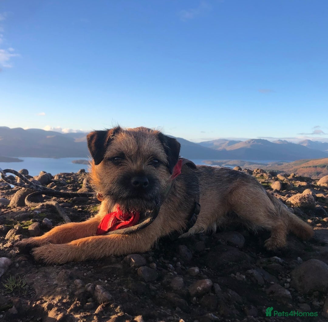 Border Terrier dogs Pedigree KC registered for stud - Advert 1