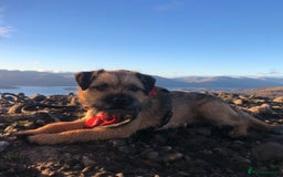 Border Terrier dogs for stud: Pedigree KC registered for stud - Image 1