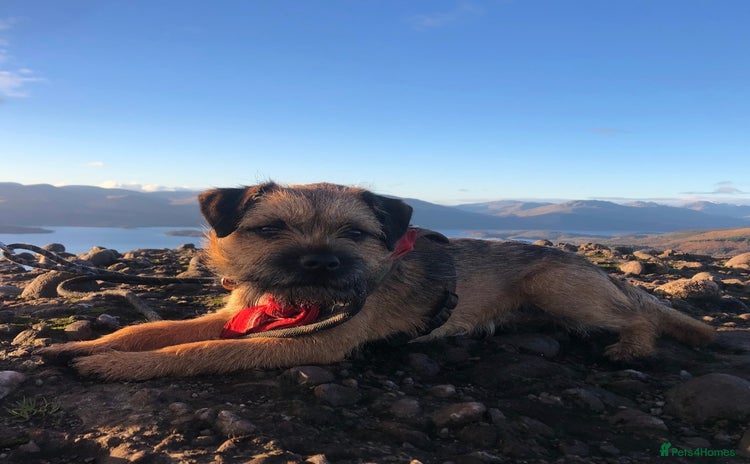 Border Terrier dogs - Advert 8