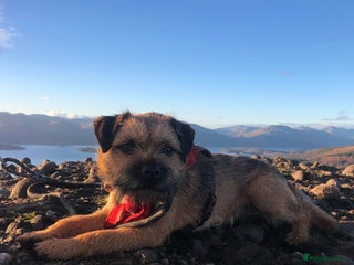 Border Terrier dogs - Advert 13