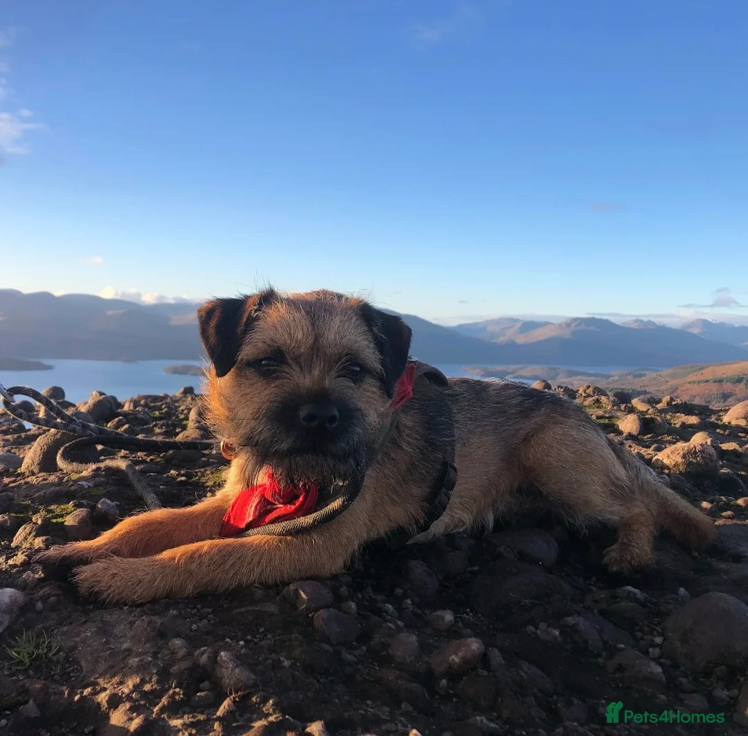 Border Terrier dogs for stud: Pedigree KC registered for stud - Advert 1