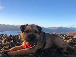 Border Terrier dogs Pedigree KC registered for stud - Advert 10