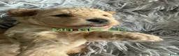 Maltipoo dogs for sale: Stunning health tested Toy Maltipoo  - Advert 17