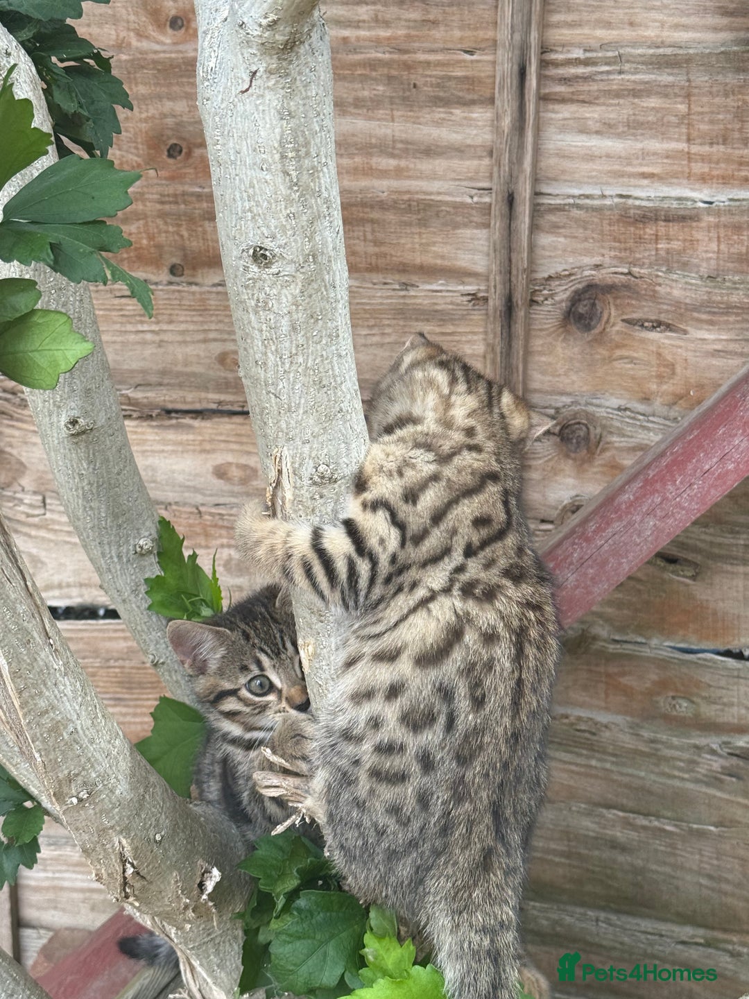 Bengal cats for sale: For sale Two Half Bengal kittens 🐈‍⬛ 🐾 - Image 4