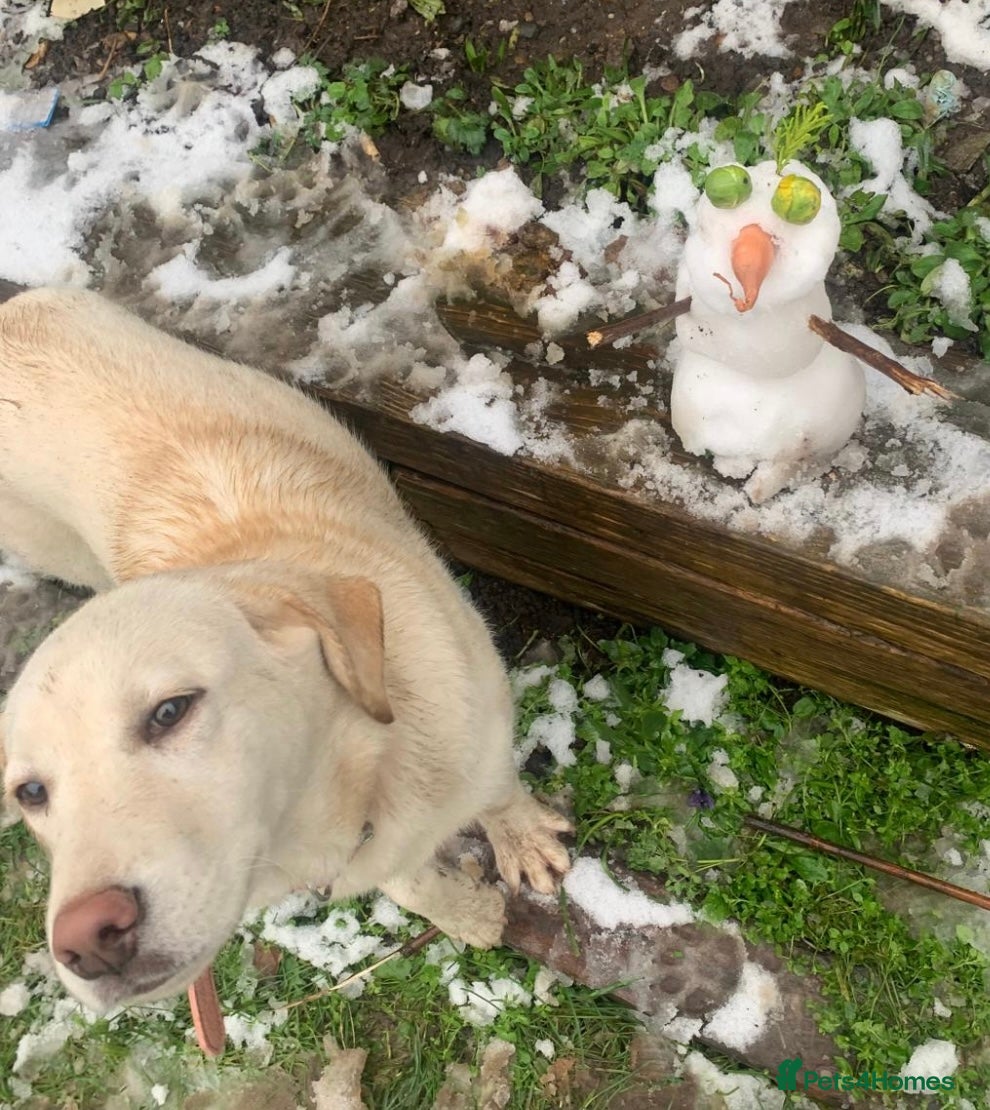 Mixed Breed dogs Husky cross Labrador for sale - Advert 6