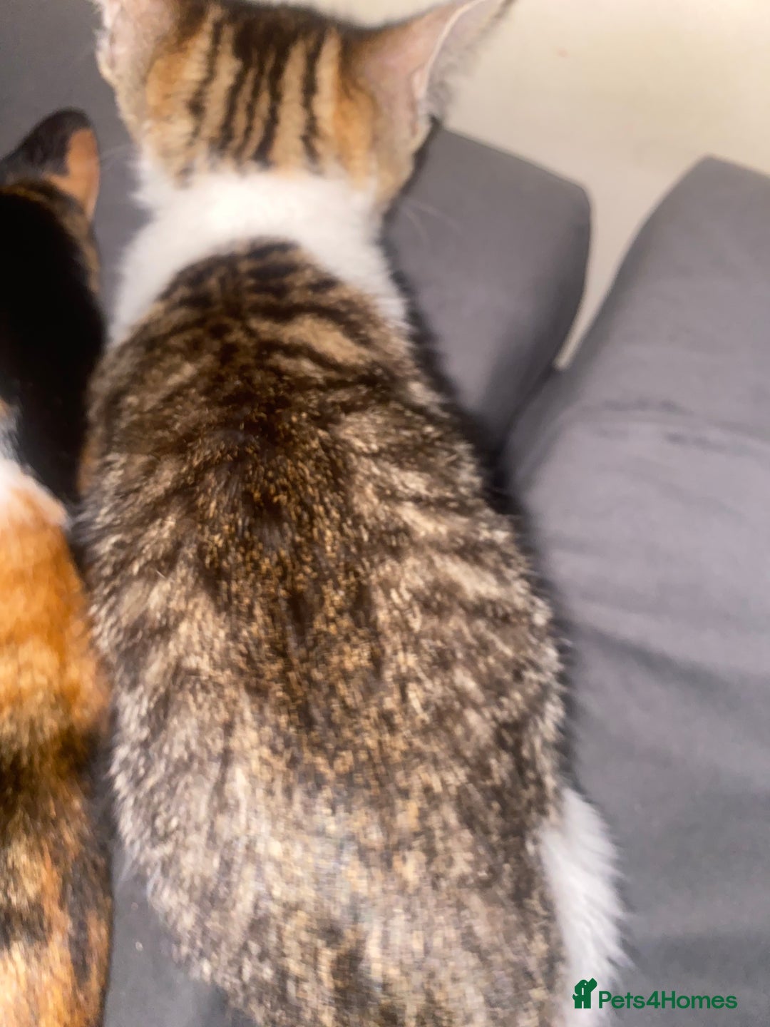 Mixed Breed cats for sale: Kittens mixed breed 2 ❤️ - Advert 2