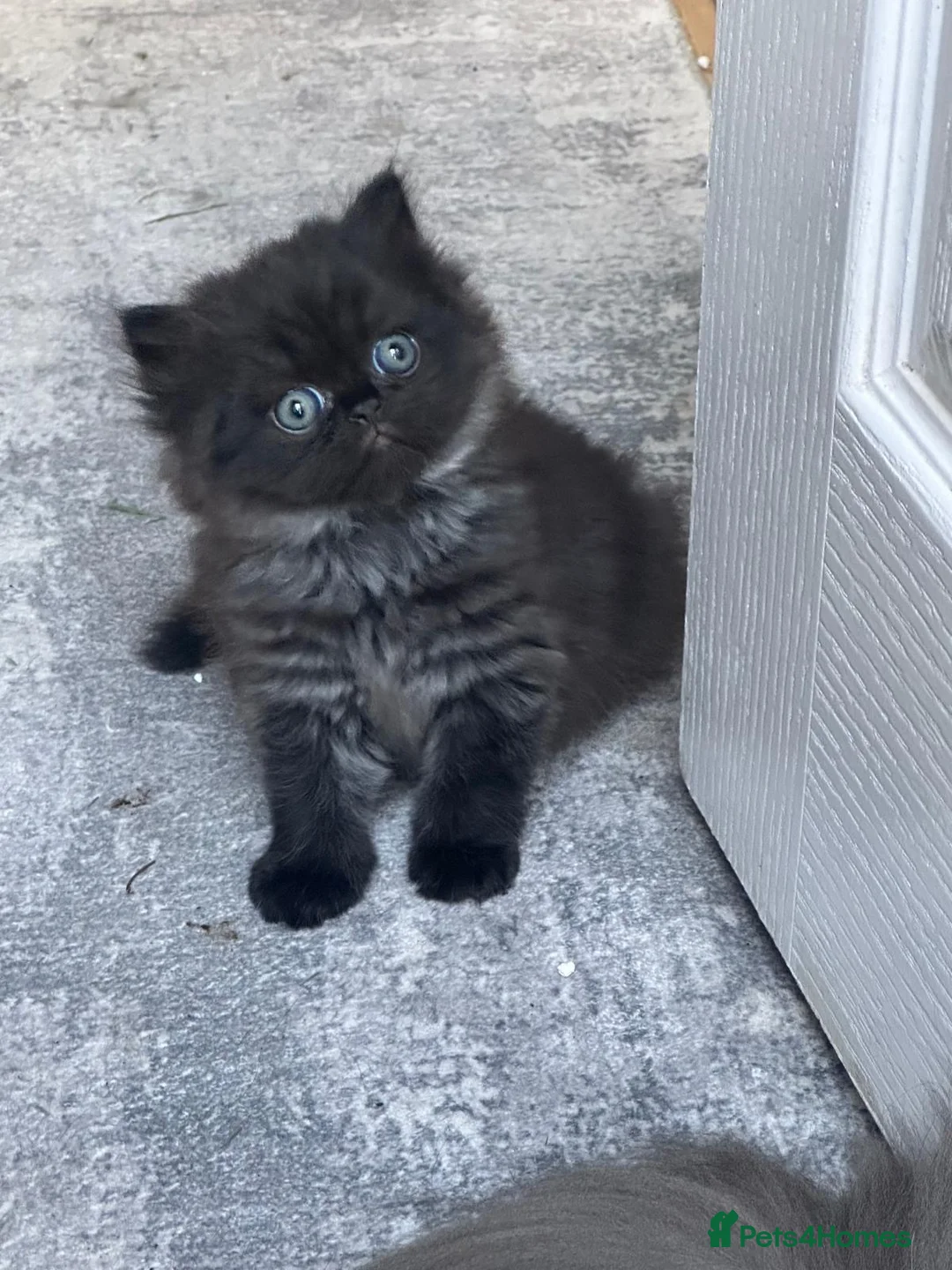 Persian cats for sale: Beautiful pureBreed Persian kittens - Advert 2