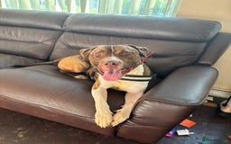 Mixed Breed dogs for sale: Meet drax  - Image 4