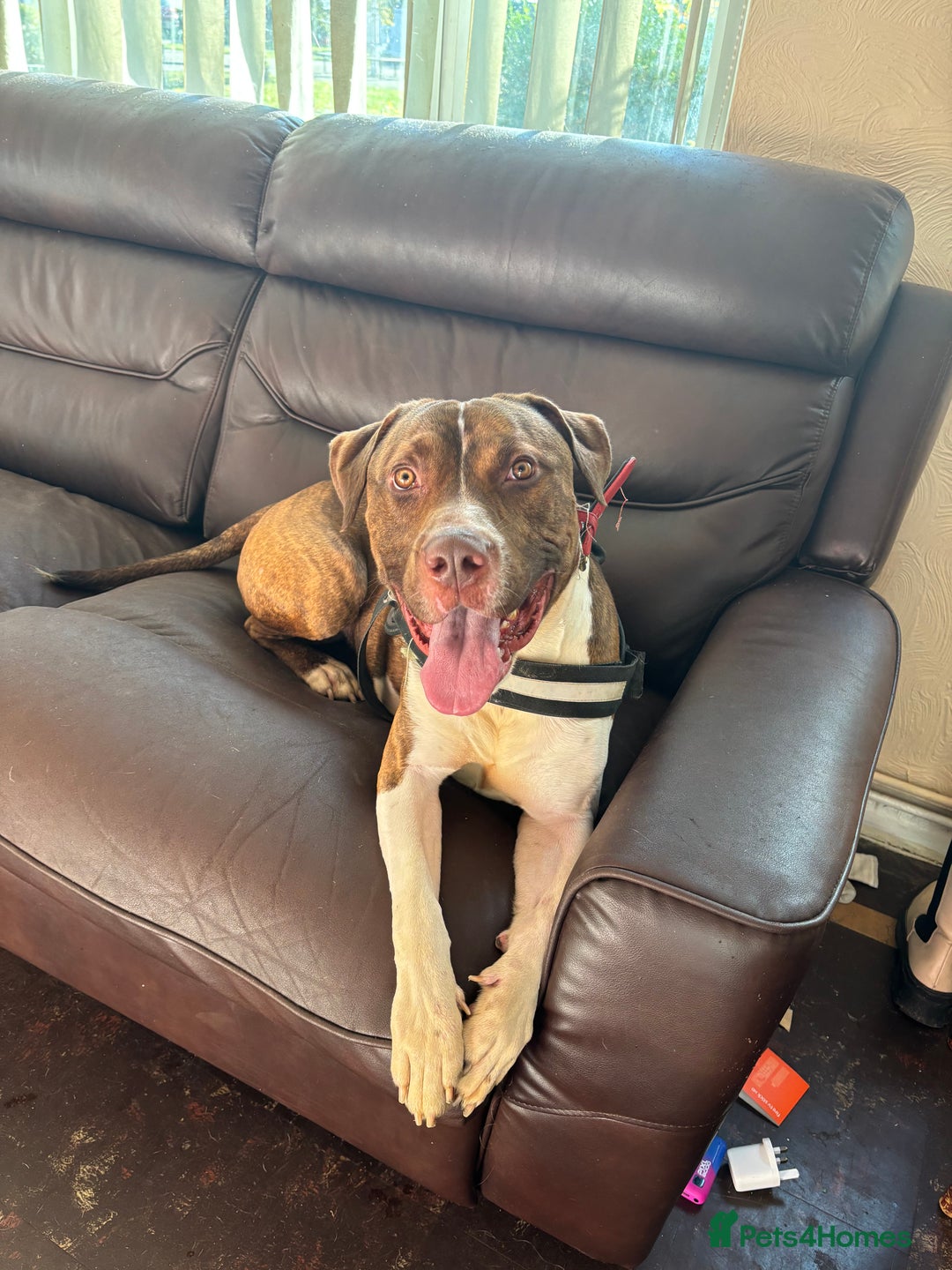 Mixed Breed dogs for sale: Meet drax  - Image 4