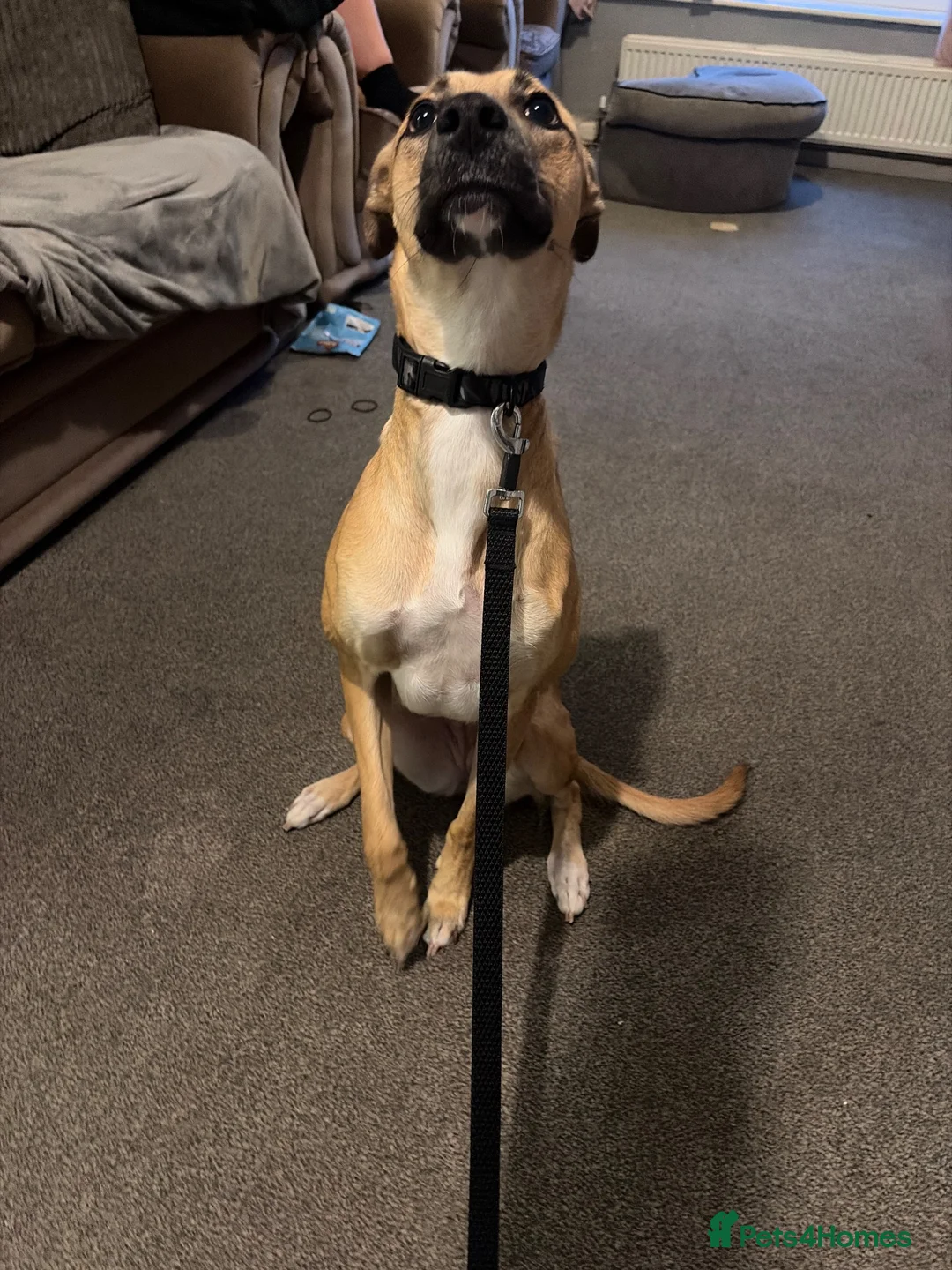 Lurcher dogs for sale: PENNY 11 month old lurcher  - Advert 2