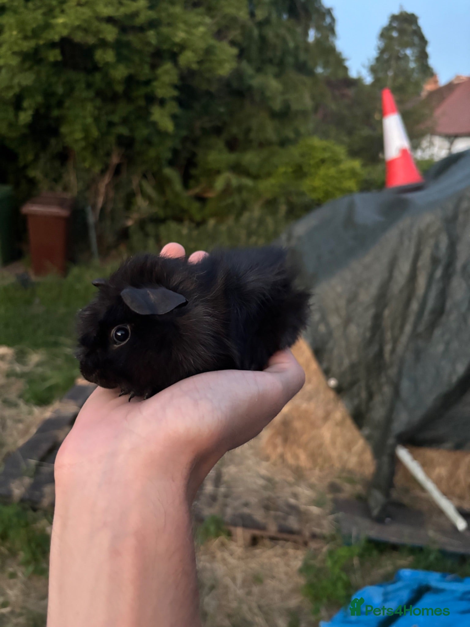 Guinea Pig rodents Baby guinea pigs for sale  - Advert 1