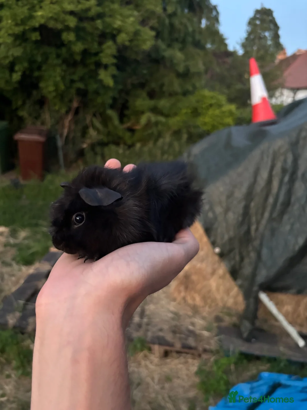 Guinea Pig rodents for sale: Baby guinea pigs for sale  - Advert 1
