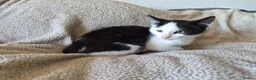 Mixed Breed cats for sale: Lovely playful kittens - Advert 11