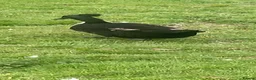 Ducks poultry for sale: Crested Cayuga females x 3  - Advert 8