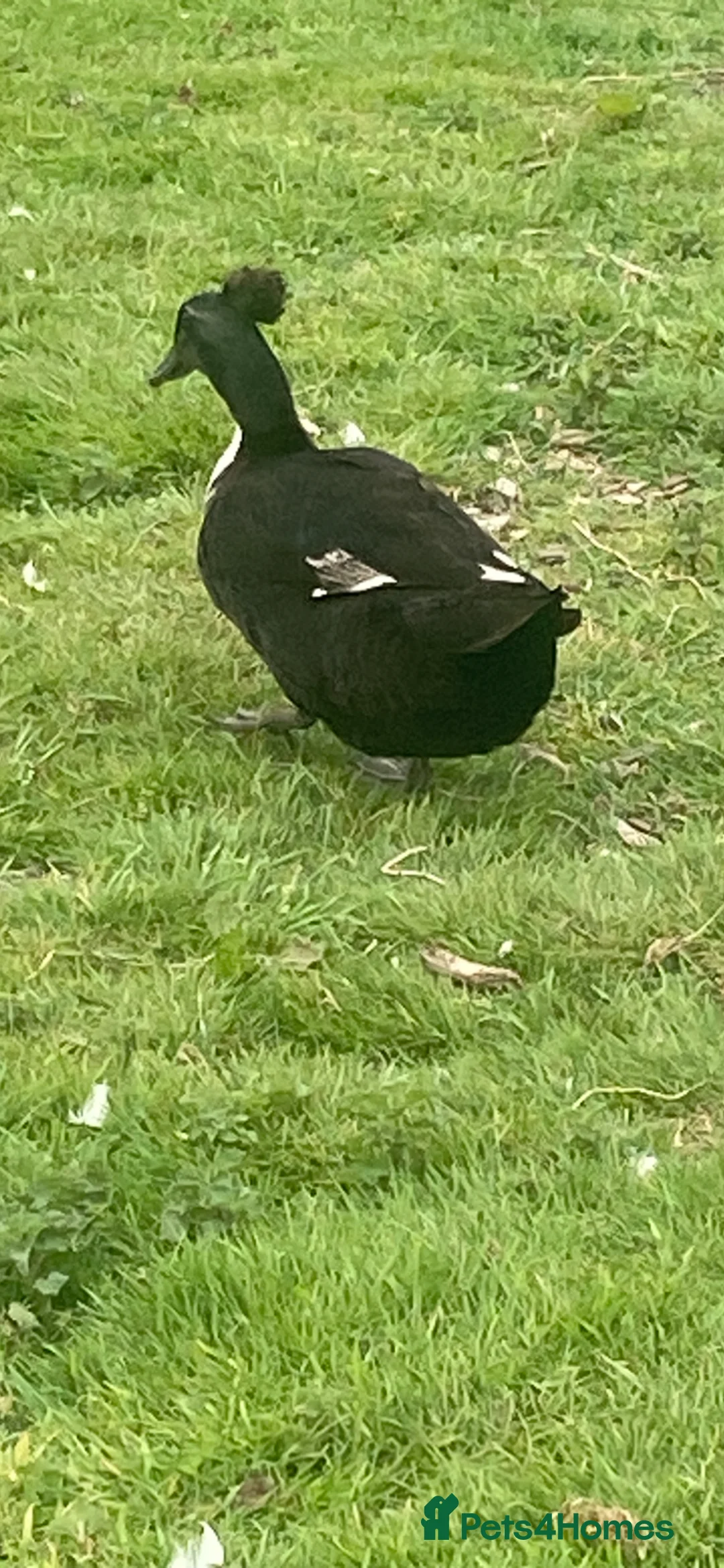 Ducks poultry for sale: Crested Cayuga females x 3  - Advert 8