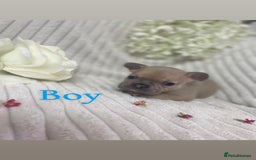 French Bulldog dogs for sale: Brindle & Fawn French Bulldog Puppies - Image 3