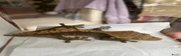 Gecko reptiles for sale: Pascal the Crested Gecko in Trowbridge - Advert 3