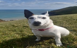 Jack Russell dogs for sale: Free jack russell to loving home - Image 3