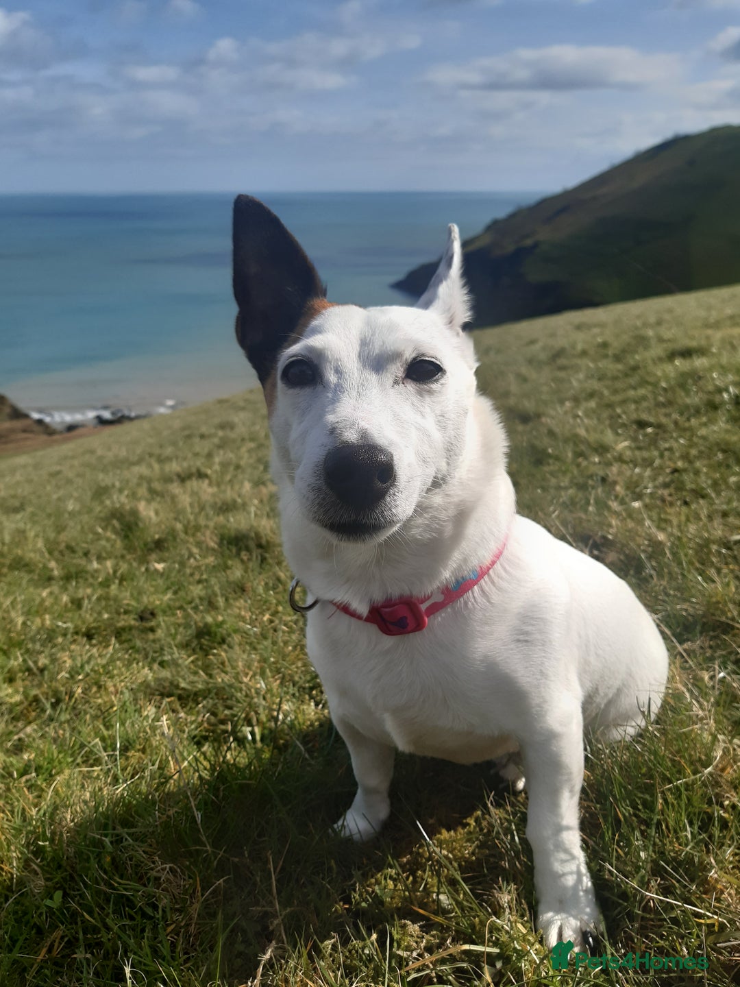 Jack Russell dogs for sale: Free jack russell to loving home - Image 3
