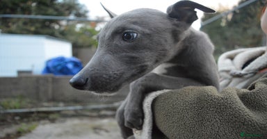 Greyhound dogs - Advert 2